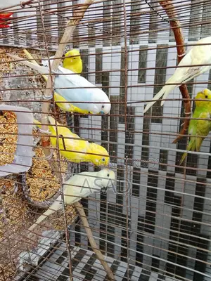 Budgerigar Birds