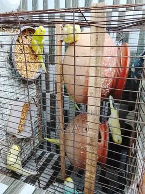 Budgerigar Birds