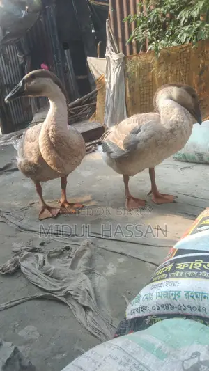 রাজহাঁস বিক্রি করে হবে