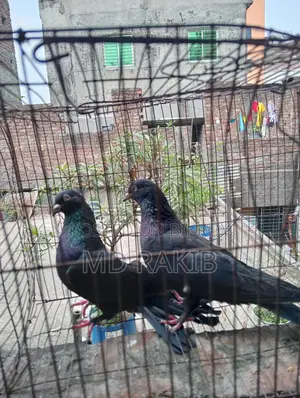 Pigeons for sale