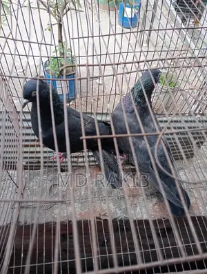 Pigeons for sale