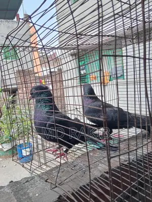 Pigeons for sale