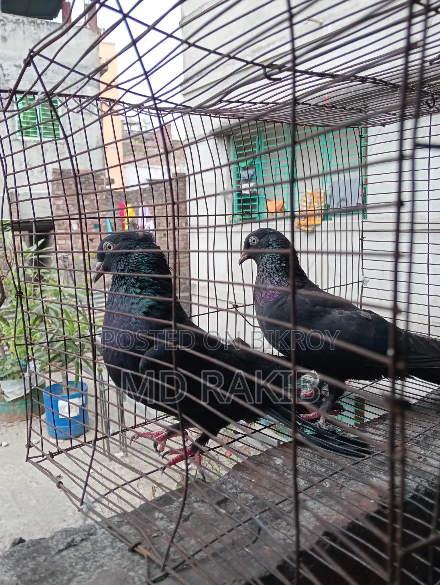 Pigeons for sale