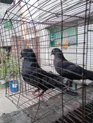 Pigeons for sale