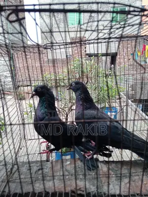 Pigeons for sale
