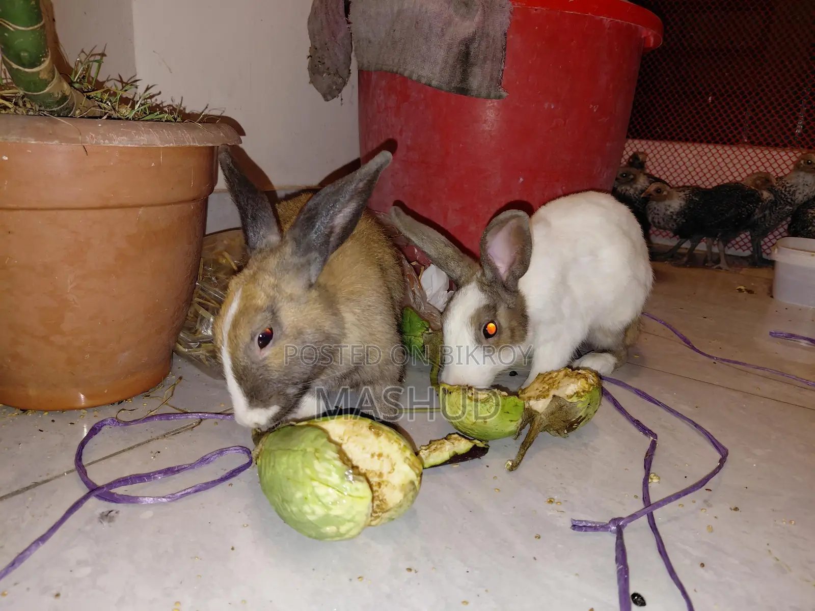 Rabbit