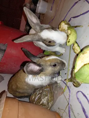 Rabbit