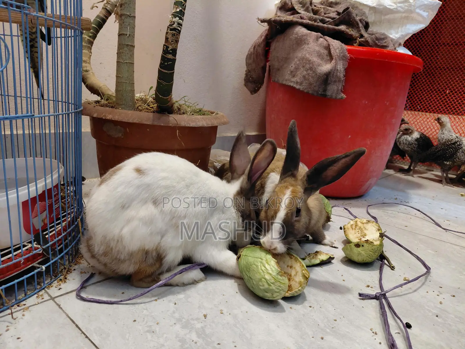 Rabbit