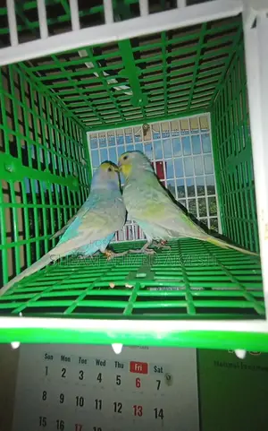 Rainbow Pair