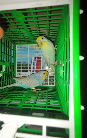 Rainbow Pair
