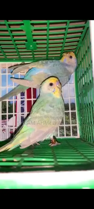 Rainbow Pair