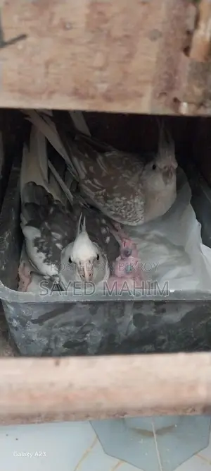 একজোড়া রানিং দুইটা বাচ্চা সহকারে কোকাটেল!