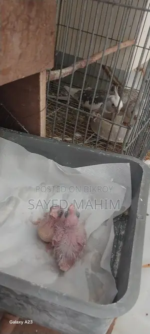 একজোড়া রানিং দুইটা বাচ্চা সহকারে কোকাটেল!