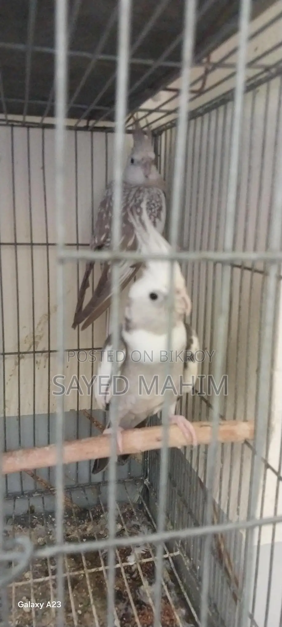একজোড়া রানিং দুইটা বাচ্চা সহকারে কোকাটেল!