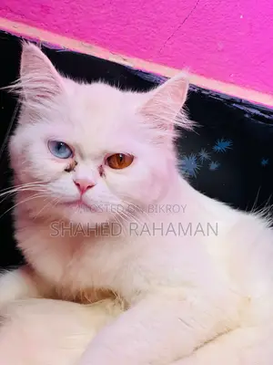 Persian cat up for sale