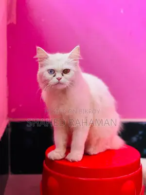 Persian cat up for sale