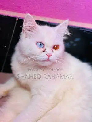 Persian cat up for sale