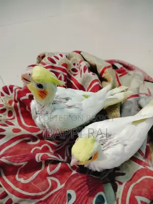Bird for Sale