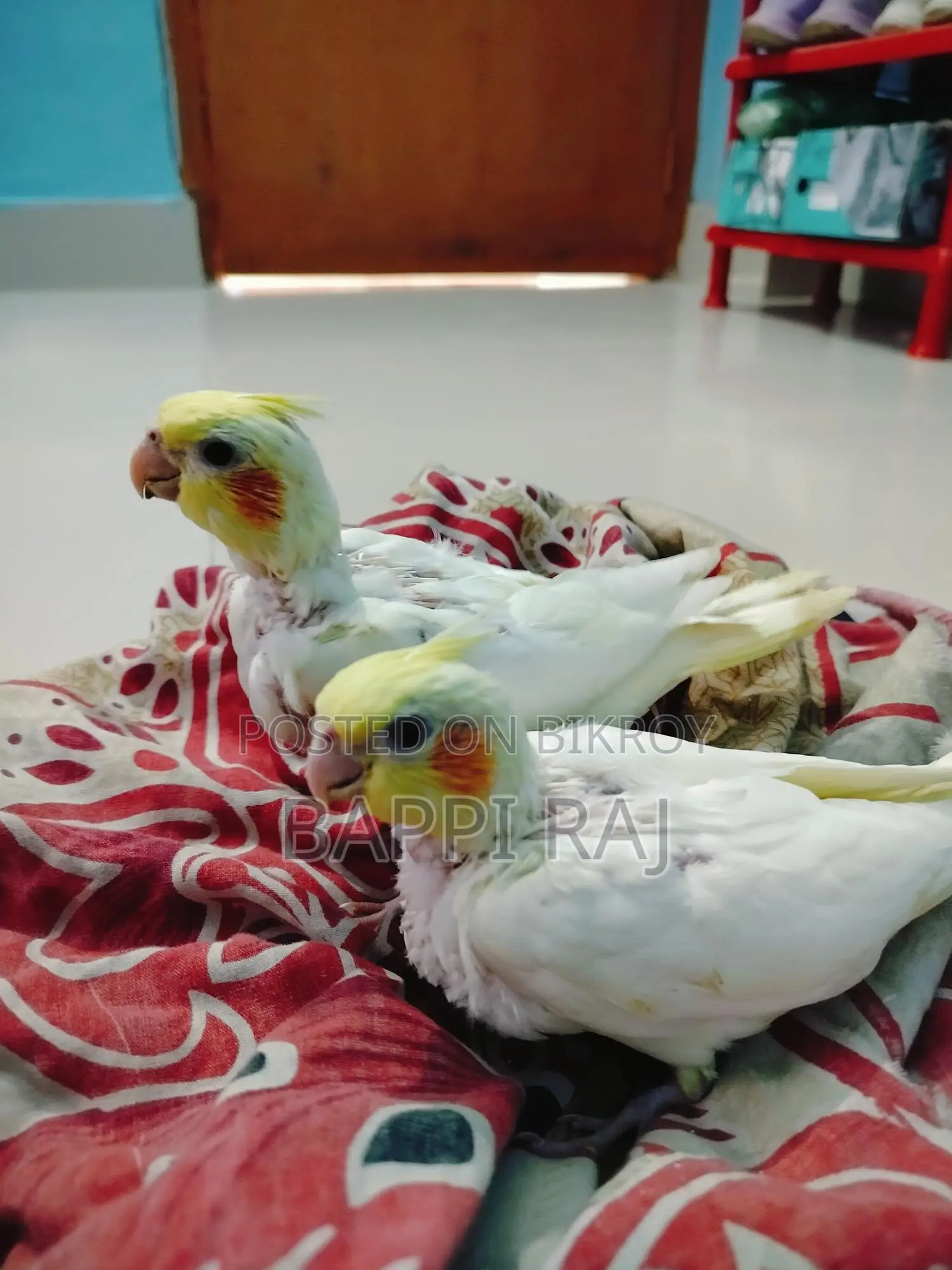 Bird for Sale