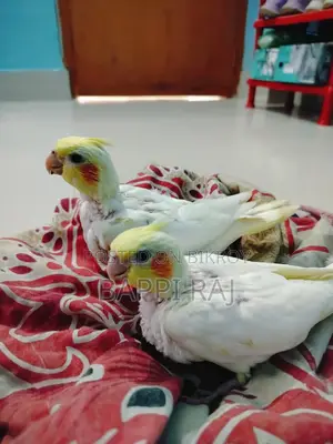 Bird for Sale