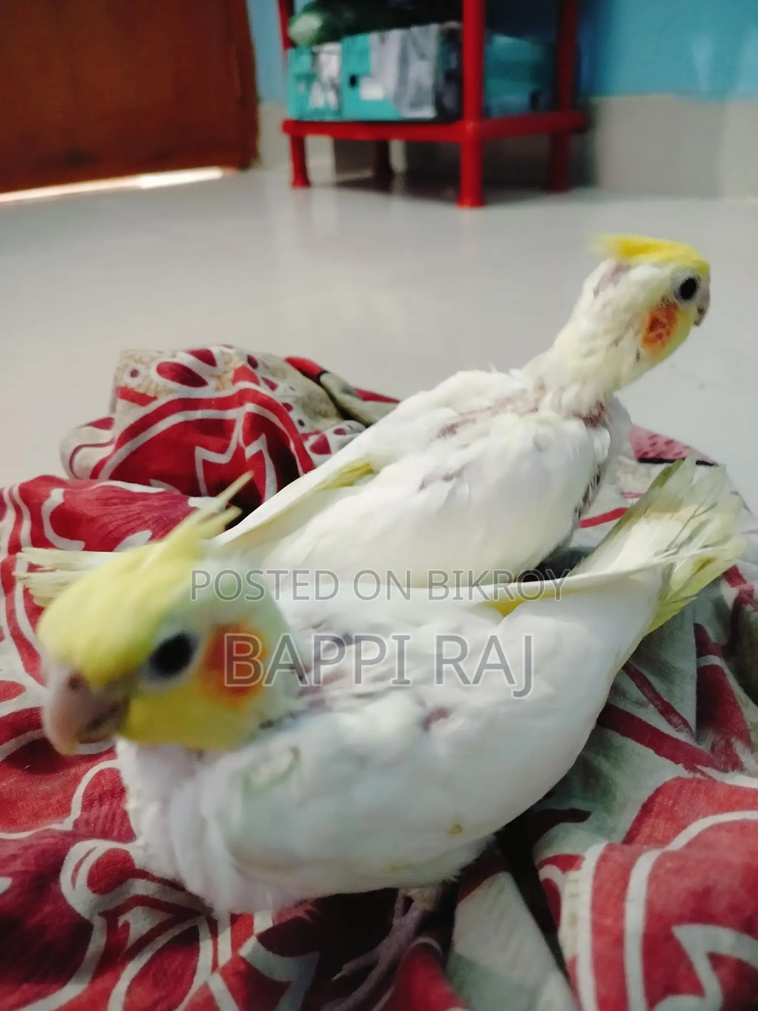 Bird for Sale