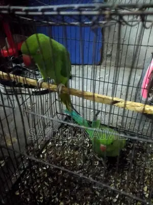 Indian Ringneck Parakeet for Sale