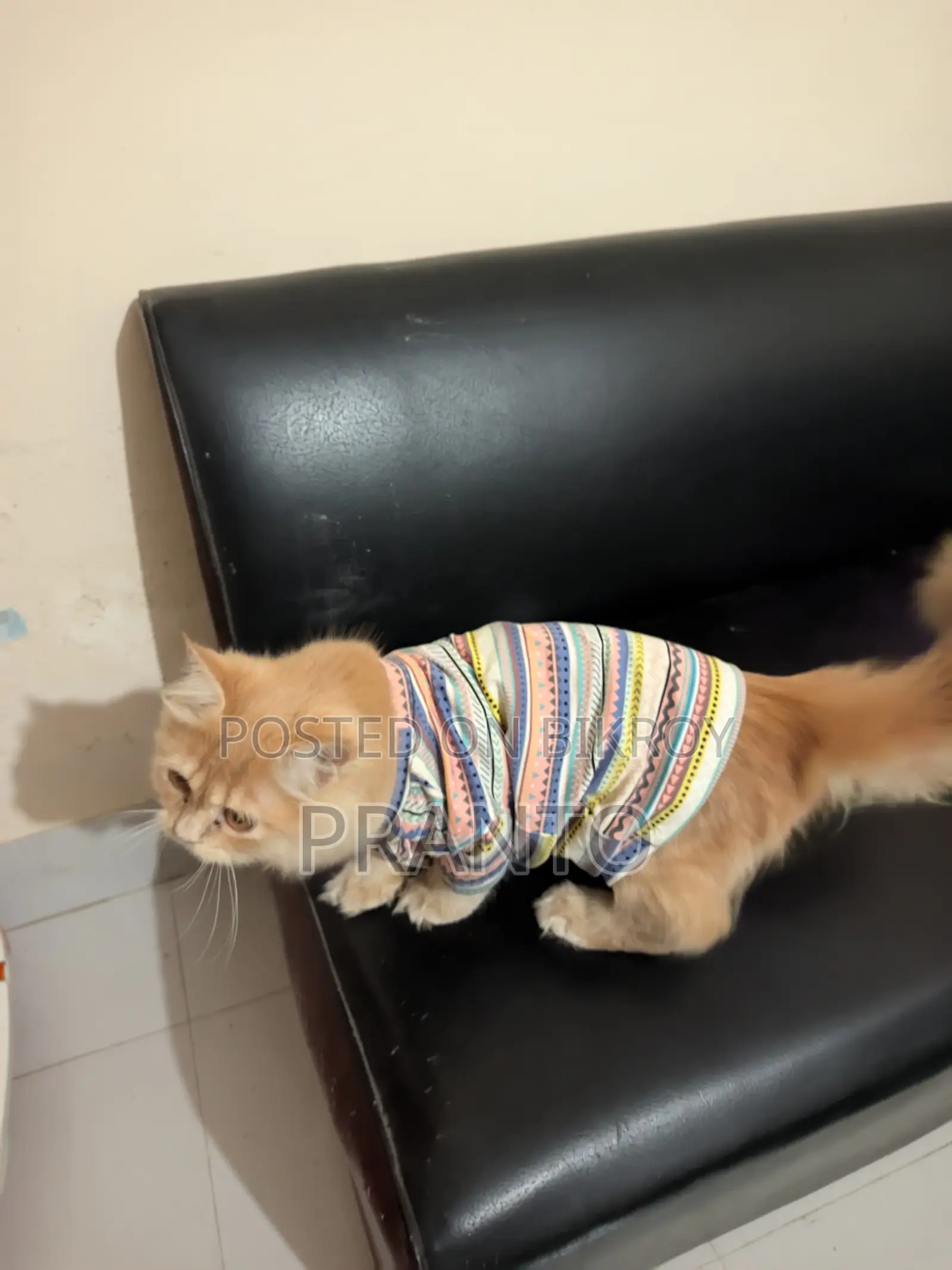 Persian Cat (male)