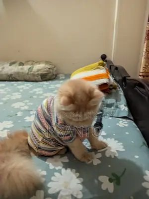 Persian Cat (male)