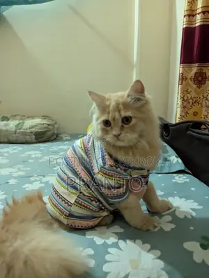 Persian Cat (male)