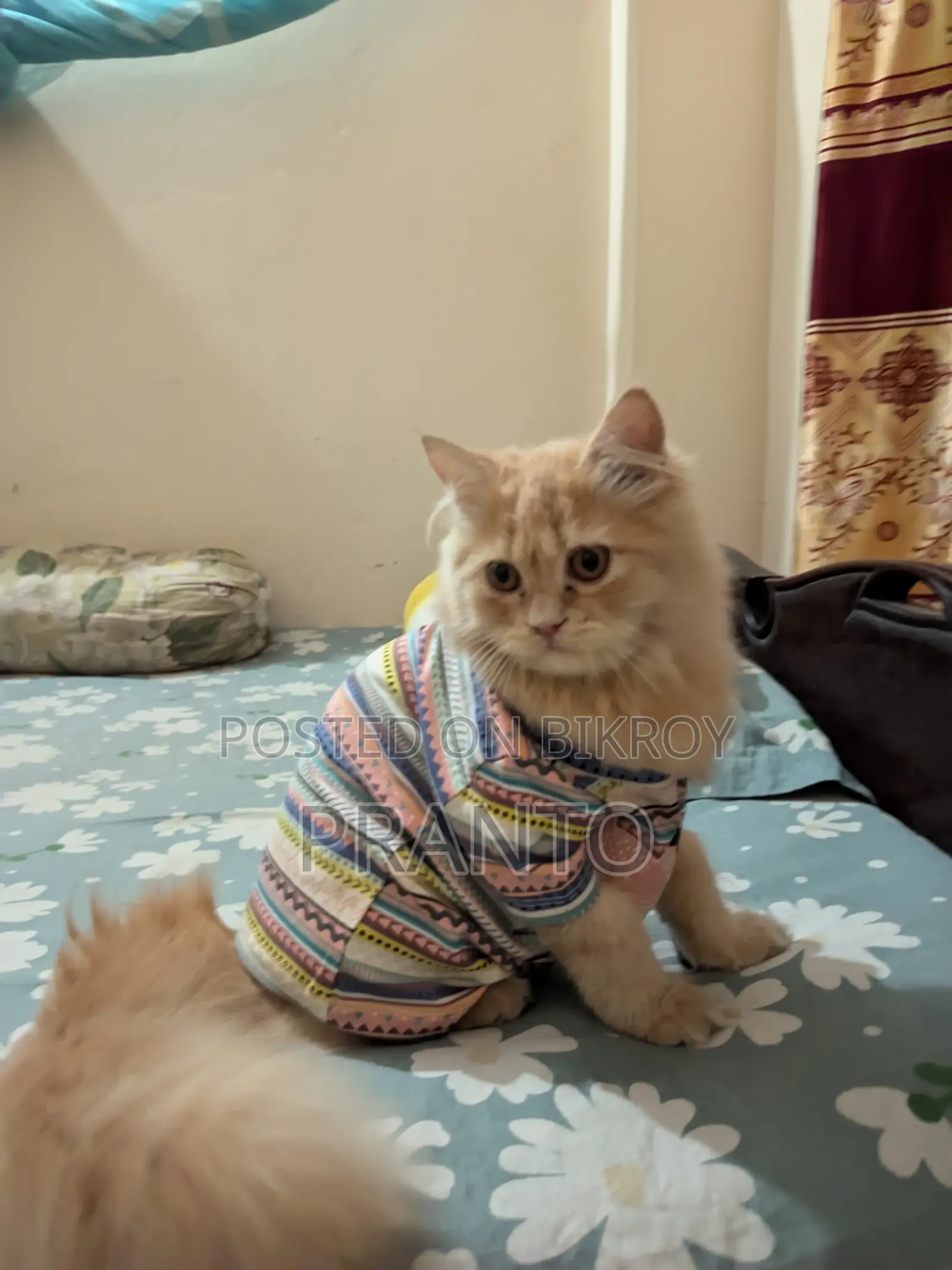 Persian Cat (male)
