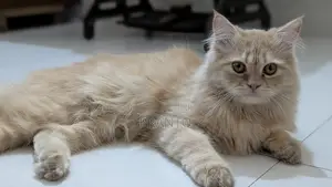 Persian Cat (male)