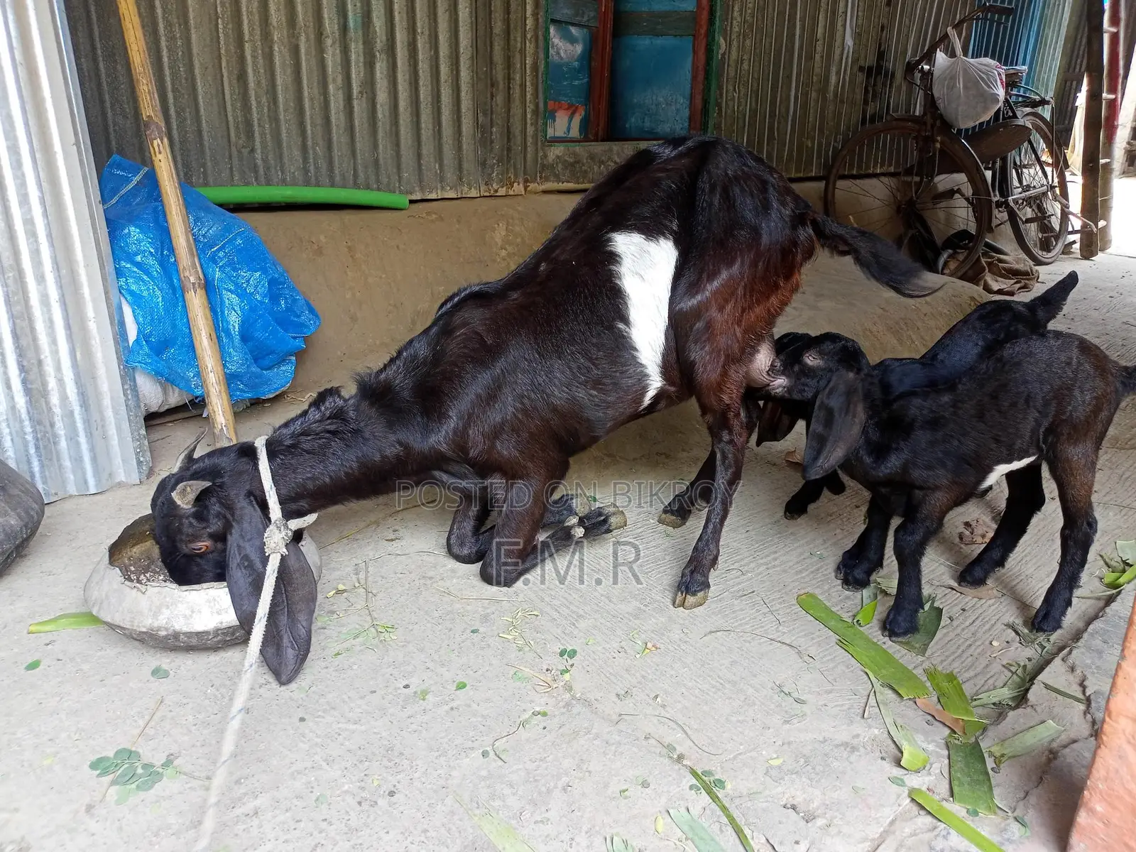 Ram goat with kids