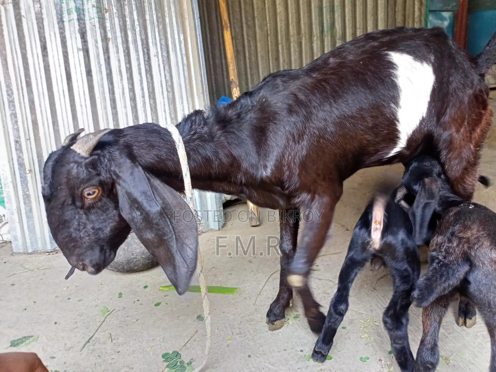 Ram goat with kids