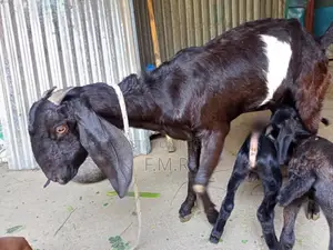 Ram goat with kids