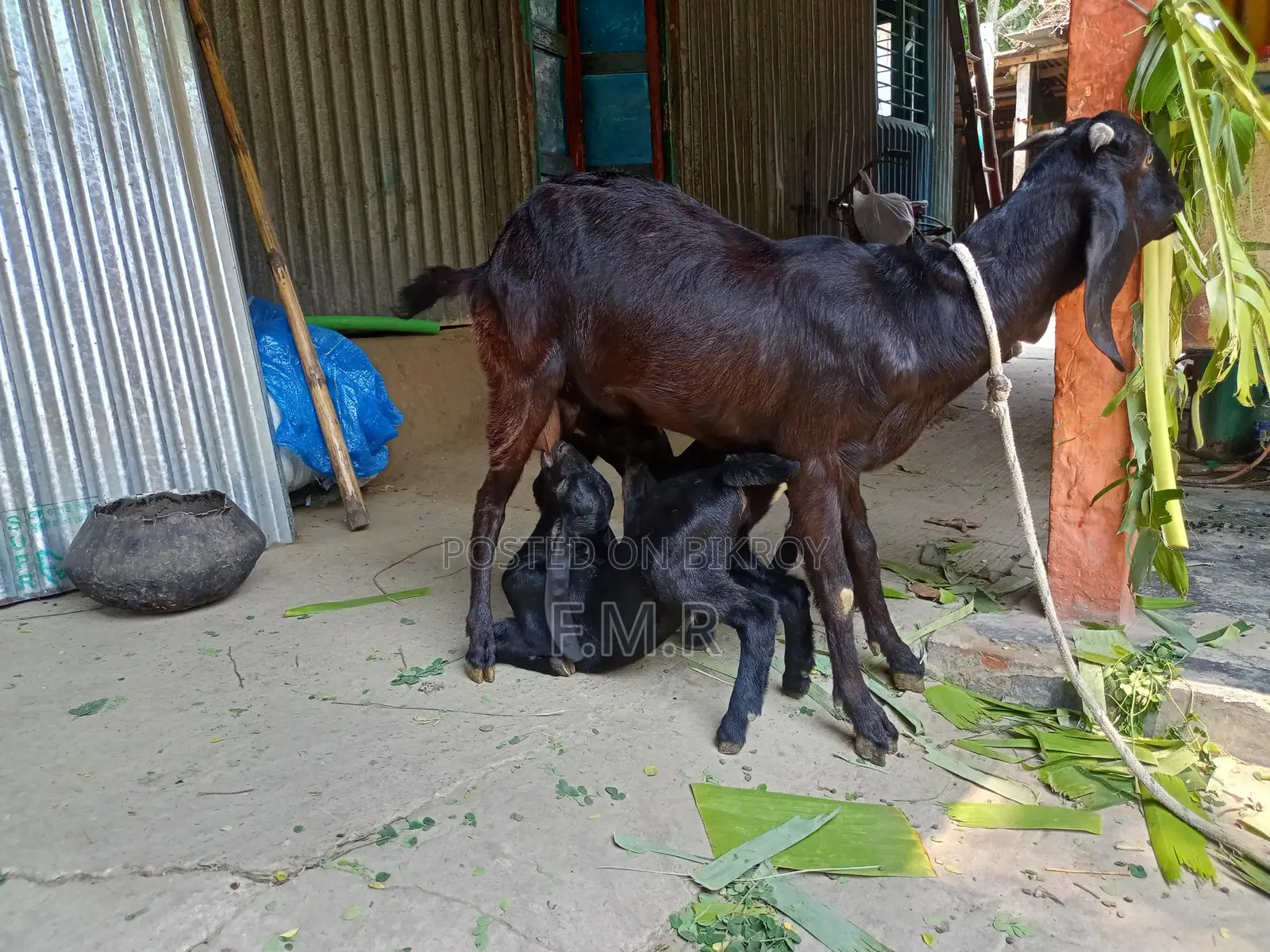 Ram goat with kids