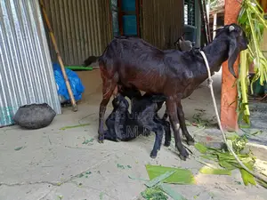 Ram goat with kids