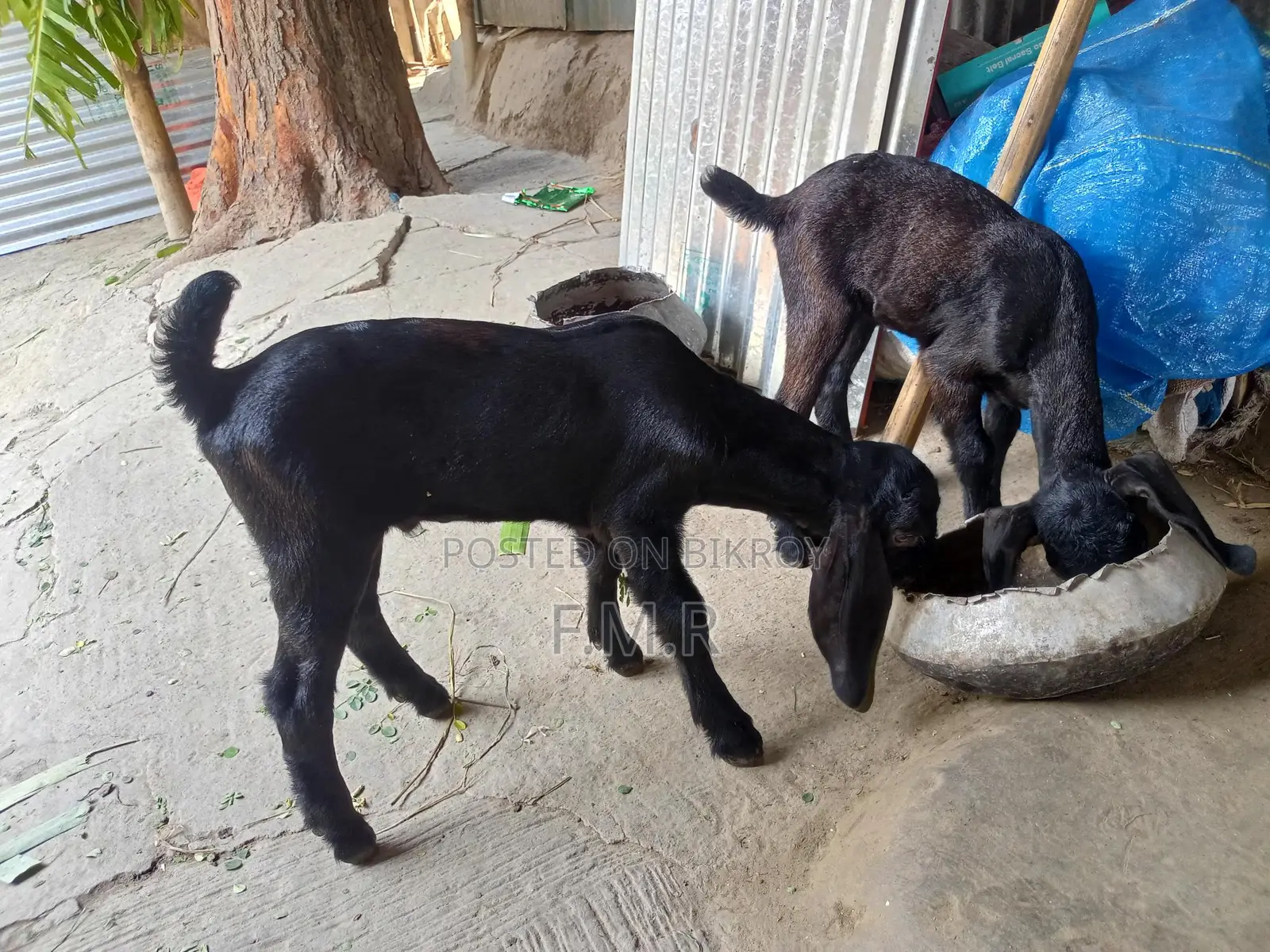 Ram goat with kids