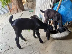Ram goat with kids