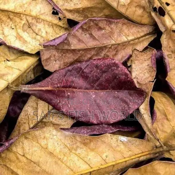 Indian Almond Leaf for Betta fish