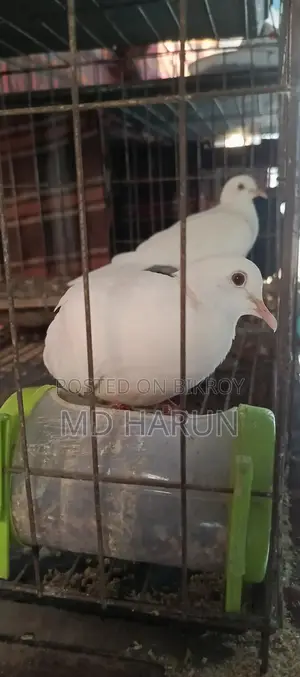 Pet Dove