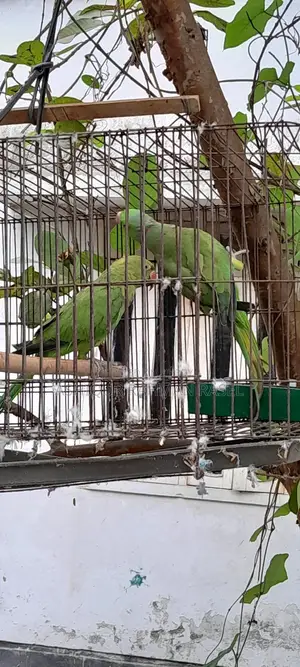 Indian Ringneck Parakeet Pair