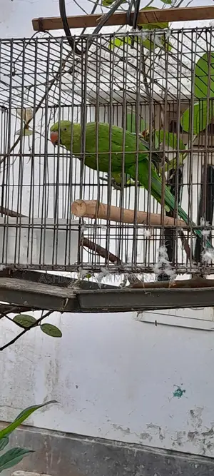 Indian Ringneck Parakeet Pair