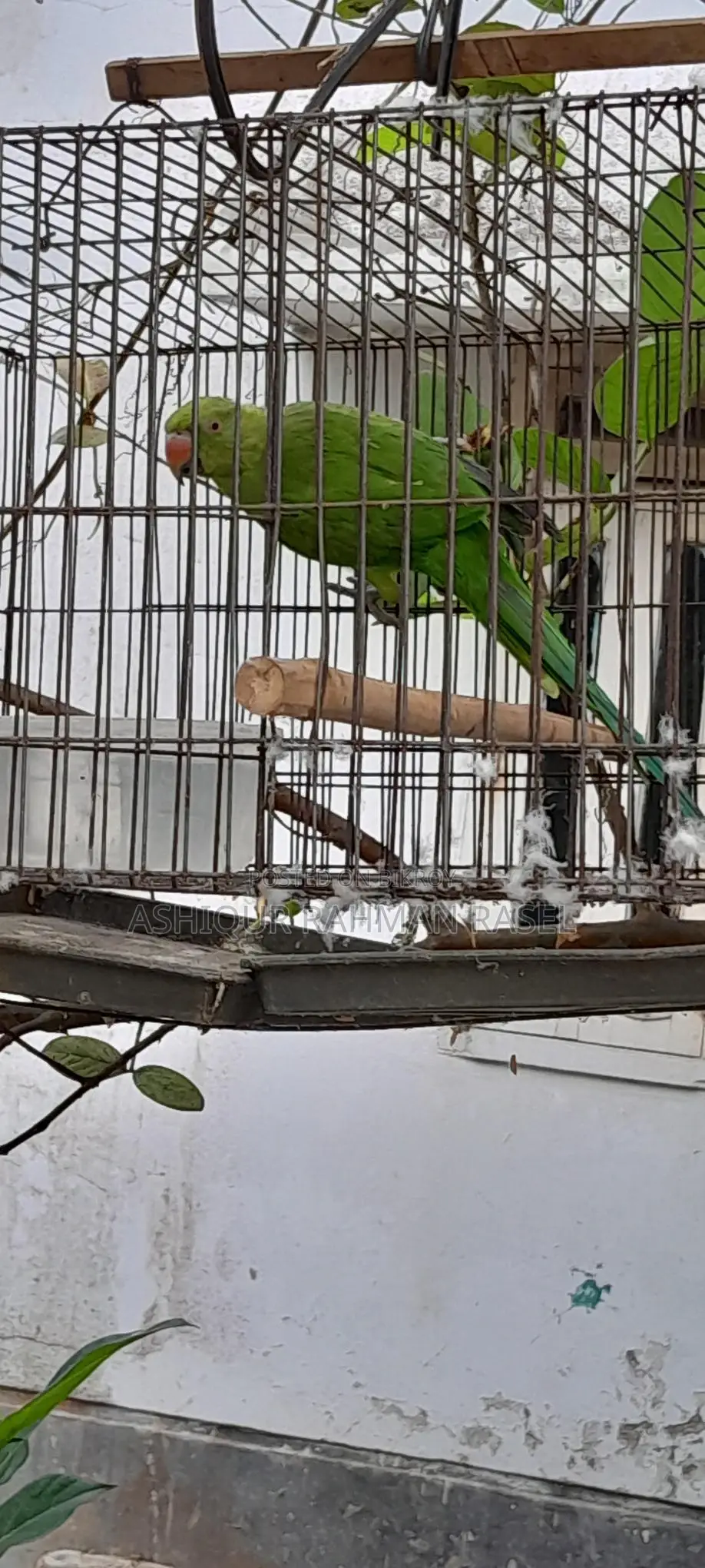 Indian Ringneck Parakeet Pair
