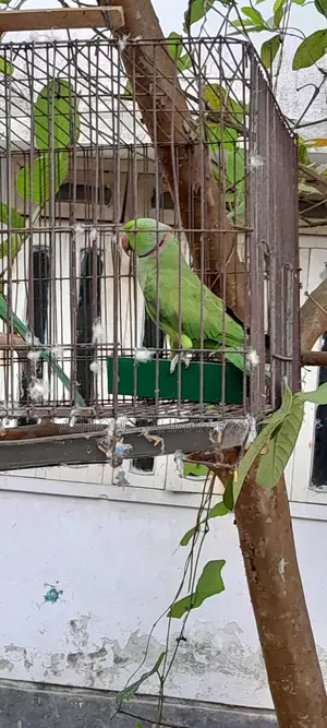 Indian Ringneck Parakeet Pair