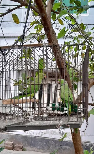 Indian Ringneck Parakeet Pair