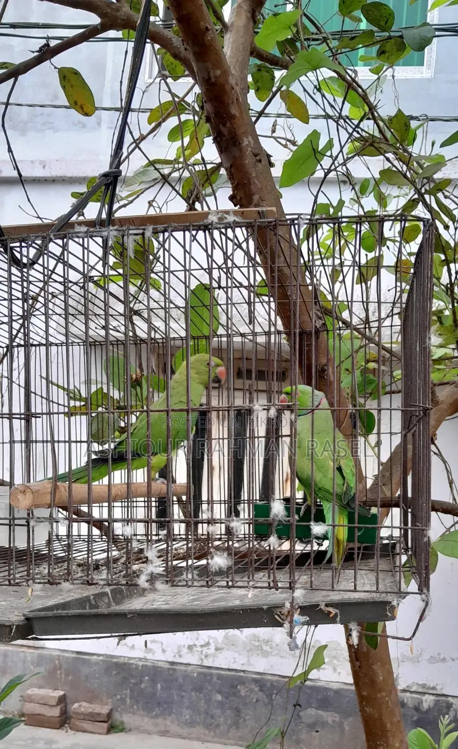 Indian Ringneck Parakeet Pair
