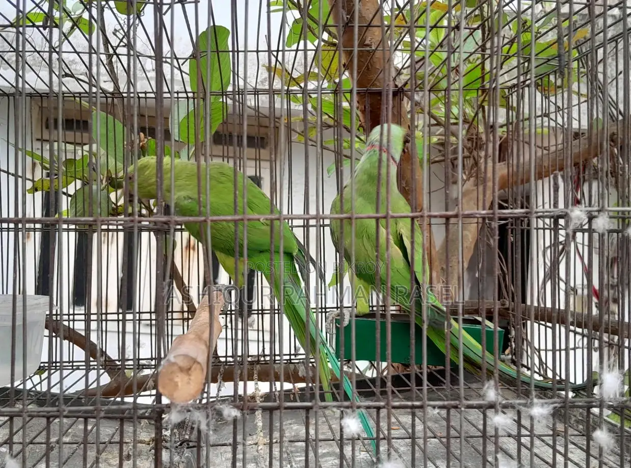 Indian Ringneck Parakeet Pair