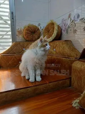 ৬-১২ মাস বয়সী পুরুষ পার্সিয়ান বিড়াল