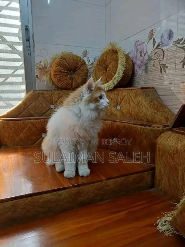 ৬-১২ মাস বয়সী পুরুষ পার্সিয়ান বিড়াল