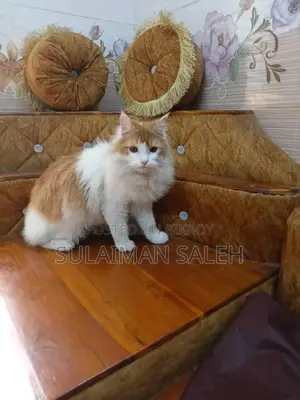 ৬-১২ মাস বয়সী পুরুষ পার্সিয়ান বিড়াল